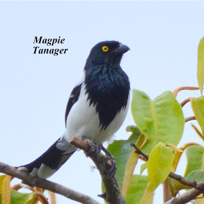 Magpie Tanager